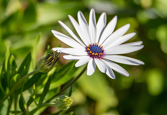White Osteospermum Daisy With Purple Center