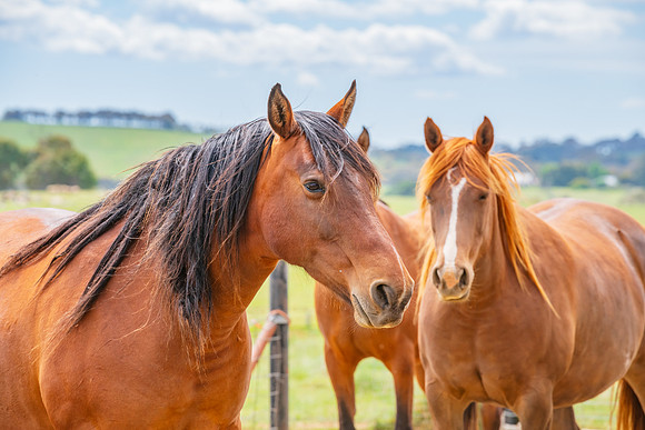 On the Farm: Horses in the paddock