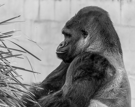 Male Silverback Western Low Land Gorilla