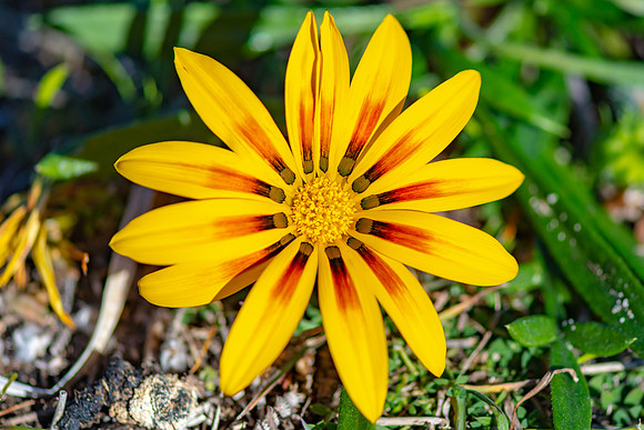 Yellow Coastal Gazania with Red Stripes