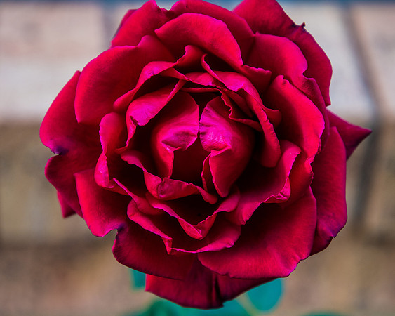 Red Rose