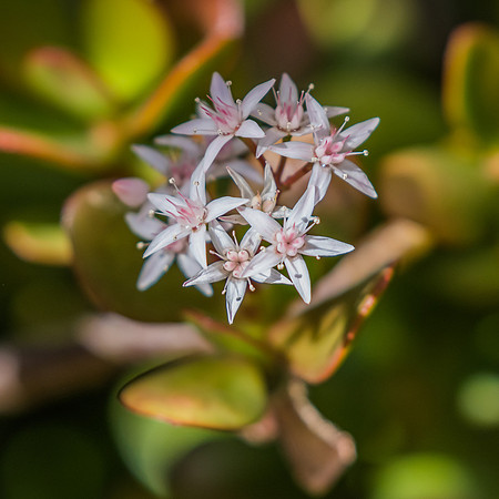 Jade plant in bloom with tiny white and pink flowers