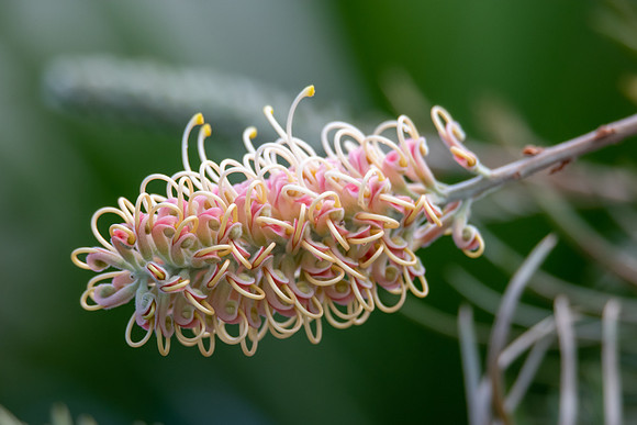 Soft colours in the garden - First bloom of the season from a gr