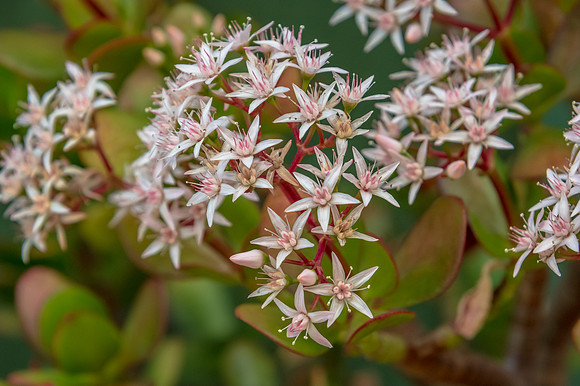 Jade plant in bloom with tiny white and pink flowers