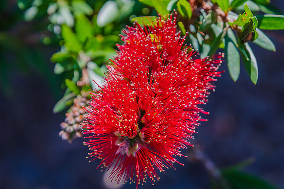 Australian native shrub the Red Bottlebrush in bloom