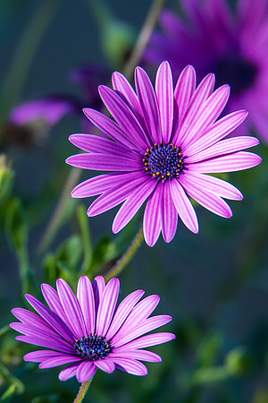 Purple Gazania Flower in bloom