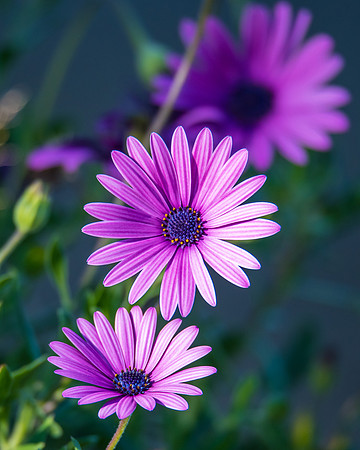 Purple Gazania Flower in bloom