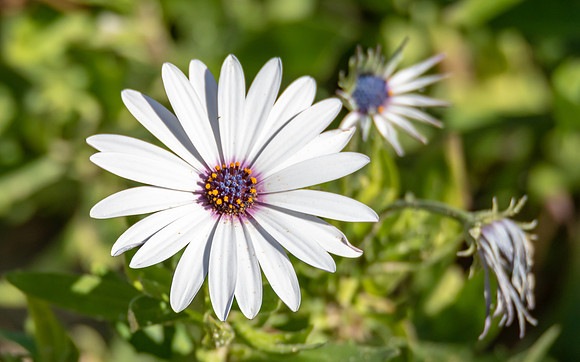 White Osteospermum Daisy With Purple Center