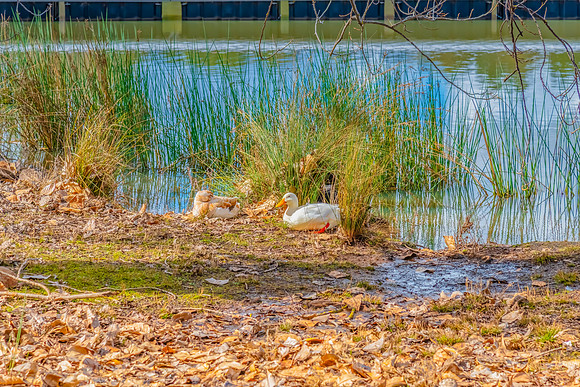 Winter and ducks at Lake Canobolas