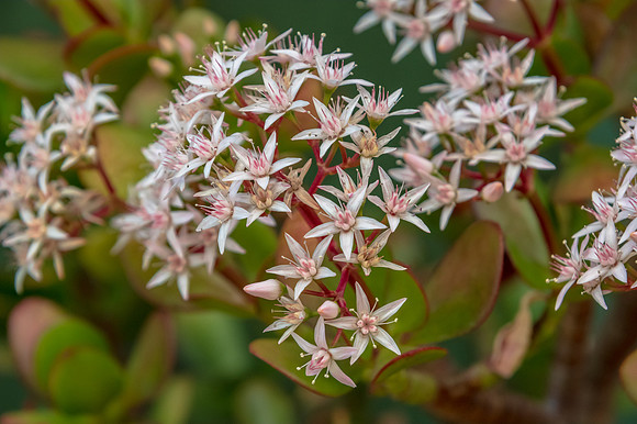 Jade plant in bloom with tiny white and pink flowers
