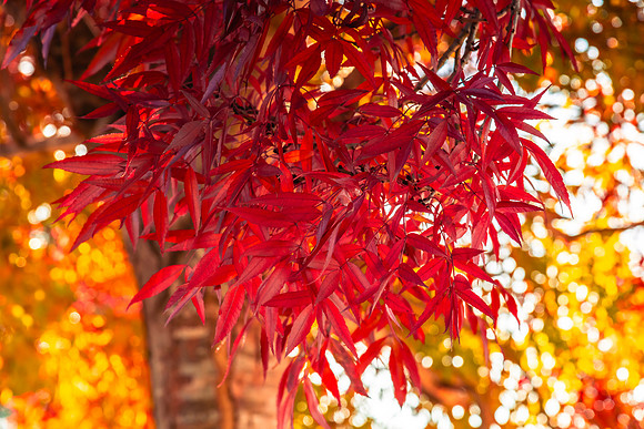 Autumn leaves - a splash of colour