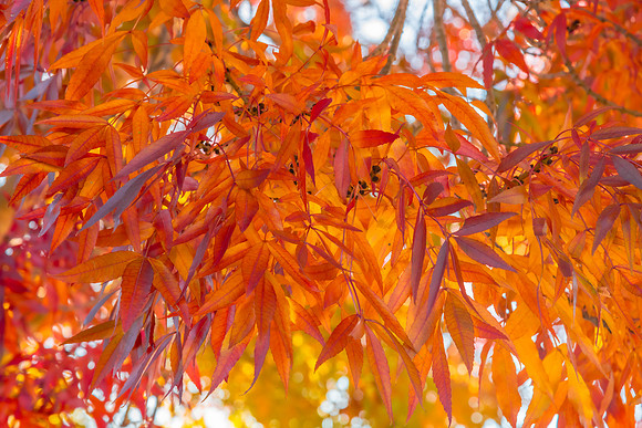 Autumn leaves - a splash of colour