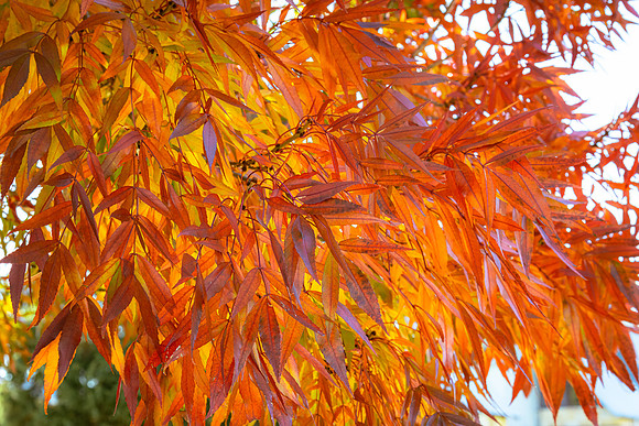 Autumn leaves - a splash of colour