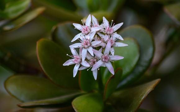 Jade Plant in Bloom