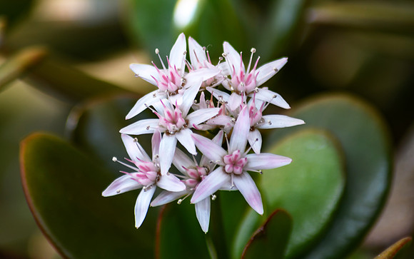 Jade Plant in Bloom