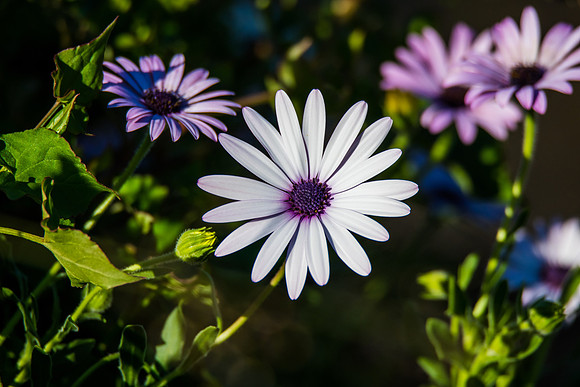 Purple and White Gazania Flowers in bloom