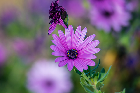 Purple Gazania Flower in bloom