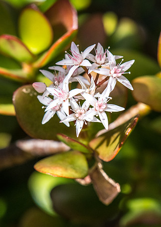 Jade plant in bloom with tiny white and pink flowers