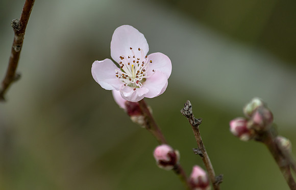 Tiny Pink Blossoms in Spring