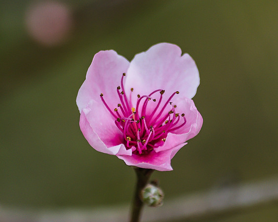 Tiny Pink Blossoms in Spring