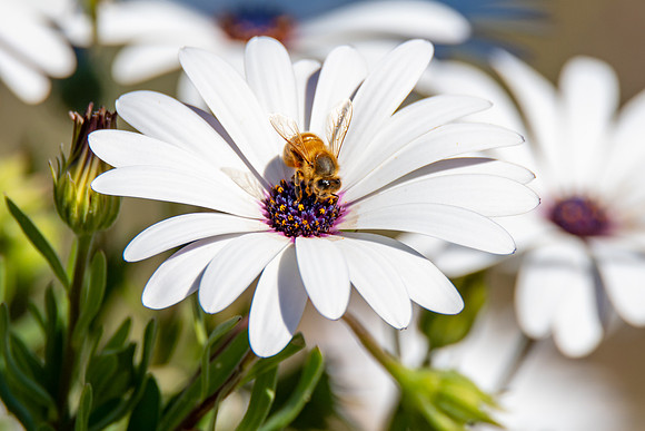 Bee Gathering Pollen from the White Osteospermums