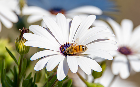 Honey Bee and White Osteospermums