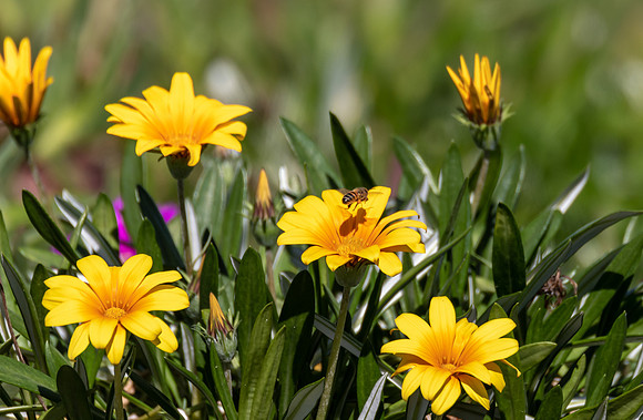 Yellow Gazanias and Bee