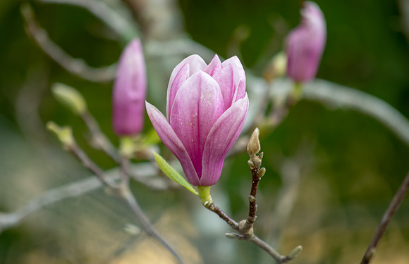 Magnolia Flowers in Spring