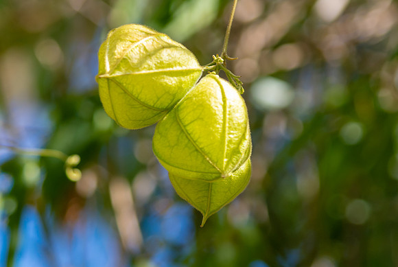 Seed Pods