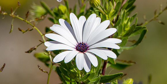 White Osteospermums with Purple Centers