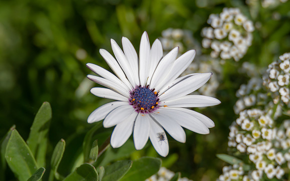 White Osteospermums with Purple Centers