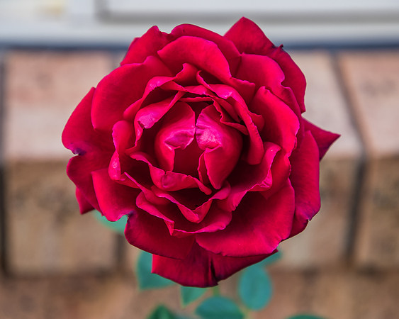 Red Rose
