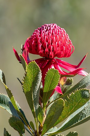 The beautiful Waratah