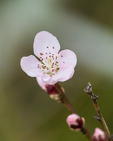 Tiny Pink Blossom in Spring