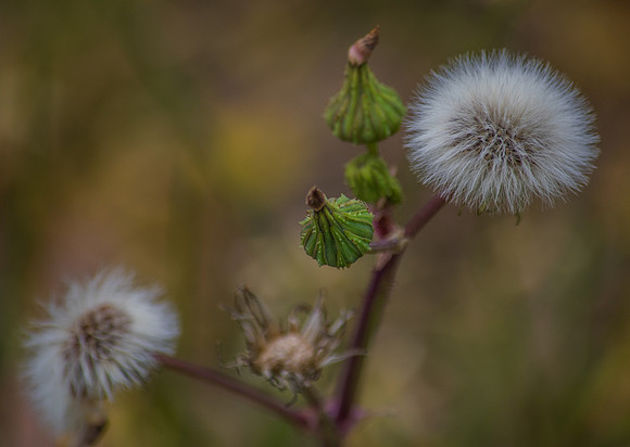 Fluffy Dandelion