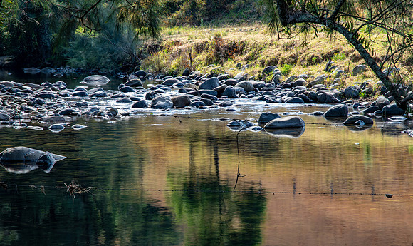 Colours of Green in the River Bed