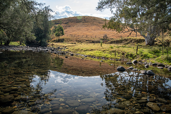 Colours of Green in the River Bed