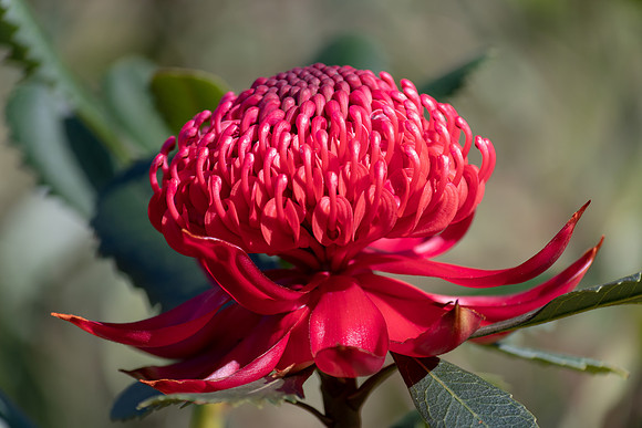 The beautiful Waratah