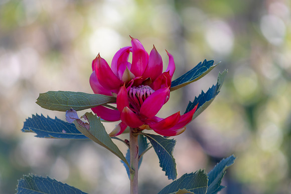 The beautiful Waratah