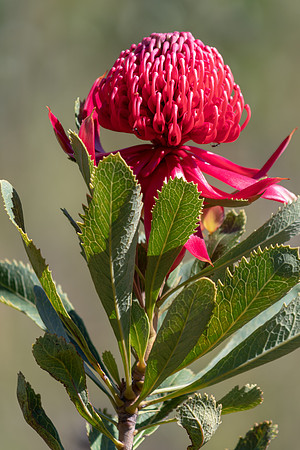 The beautiful Waratah