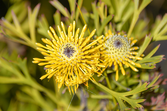 Yellow Wildflowers - Broad-leaved drumsticks