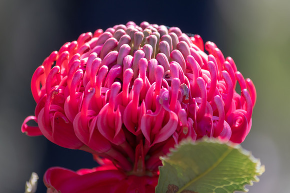The beautiful Waratah