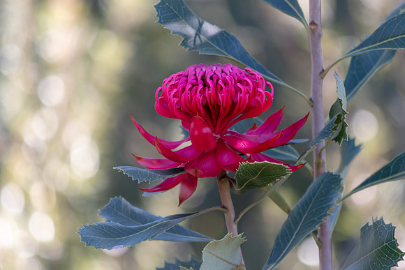 The Waratah Flower