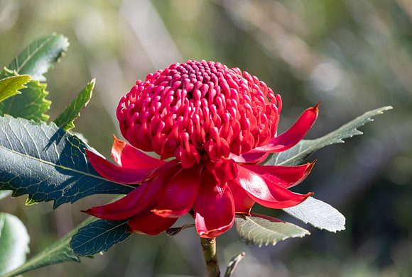 The Waratah Flower