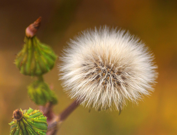 Fluffy Dandelion
