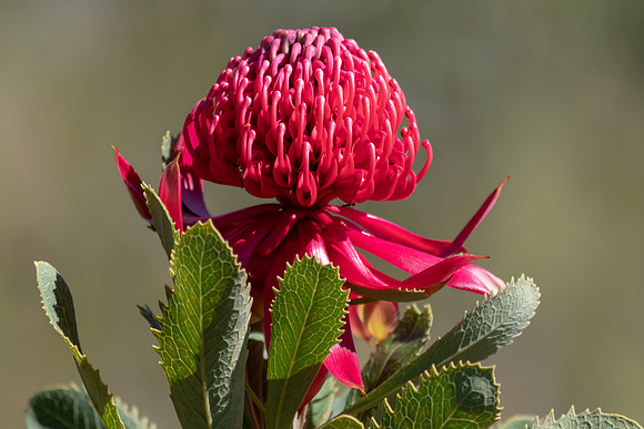 Waratah Flower in Bloom