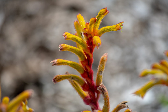 Kangaroo Paw - Landscape Yellow