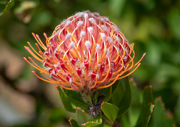 Pincushion Flower
