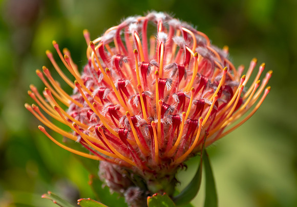 Pincushion Flower