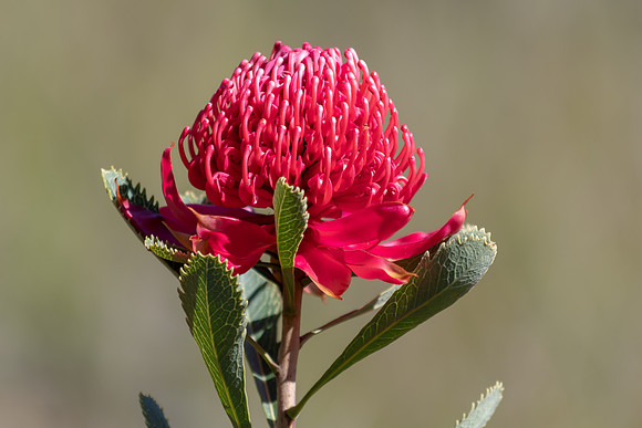 The beautiful Waratah